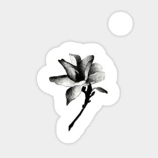 Magnolia Sticker